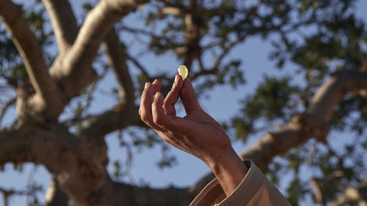 The Omani Resin That Became a Perfumery Icon: Understanding Frankincense Through Scent