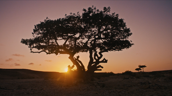 Niche Perfumery in the UAE: Craftsmanship, Culture, and Scent Identity