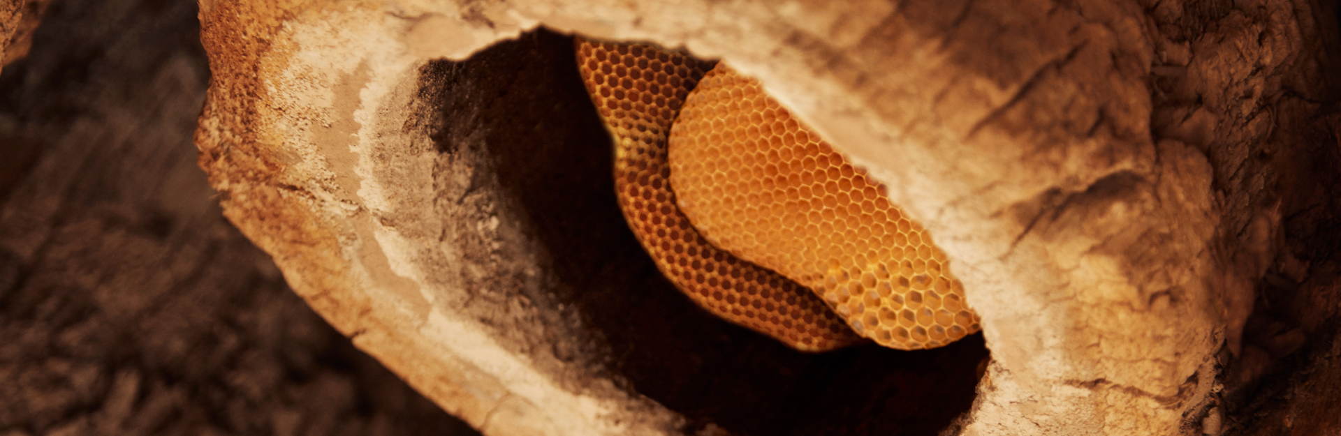 HONIGKOLLEKTION