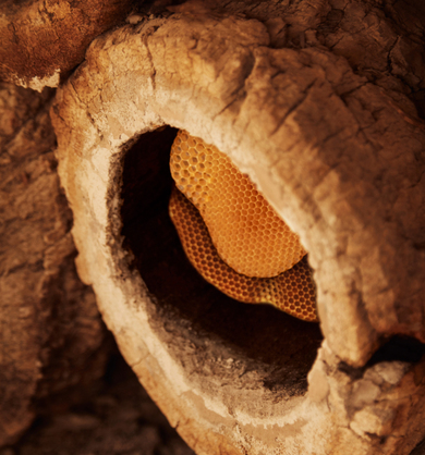 Close-up of a honeycomb inside a beehive