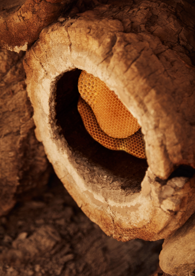 Close-up of a honeycomb inside a tree cavity