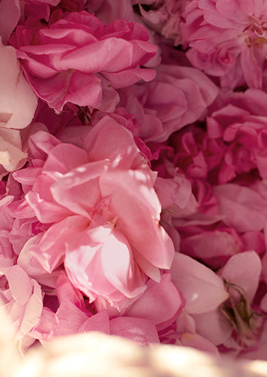 ROSE COLLECTION