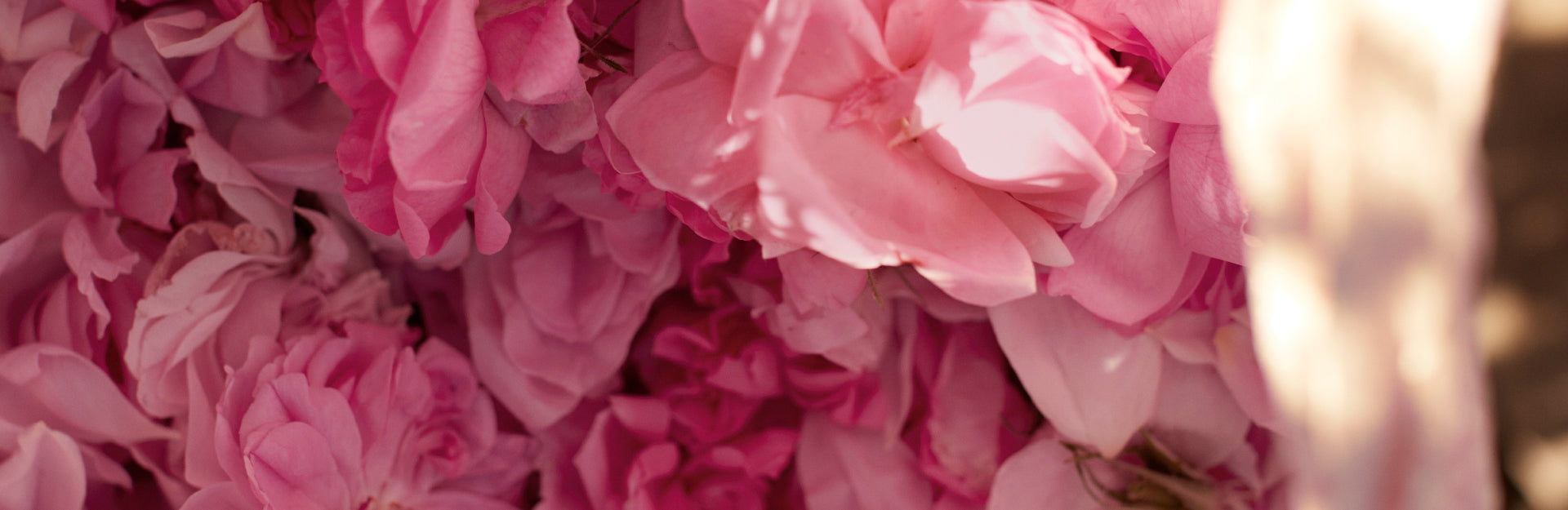 ROSE COLLECTION