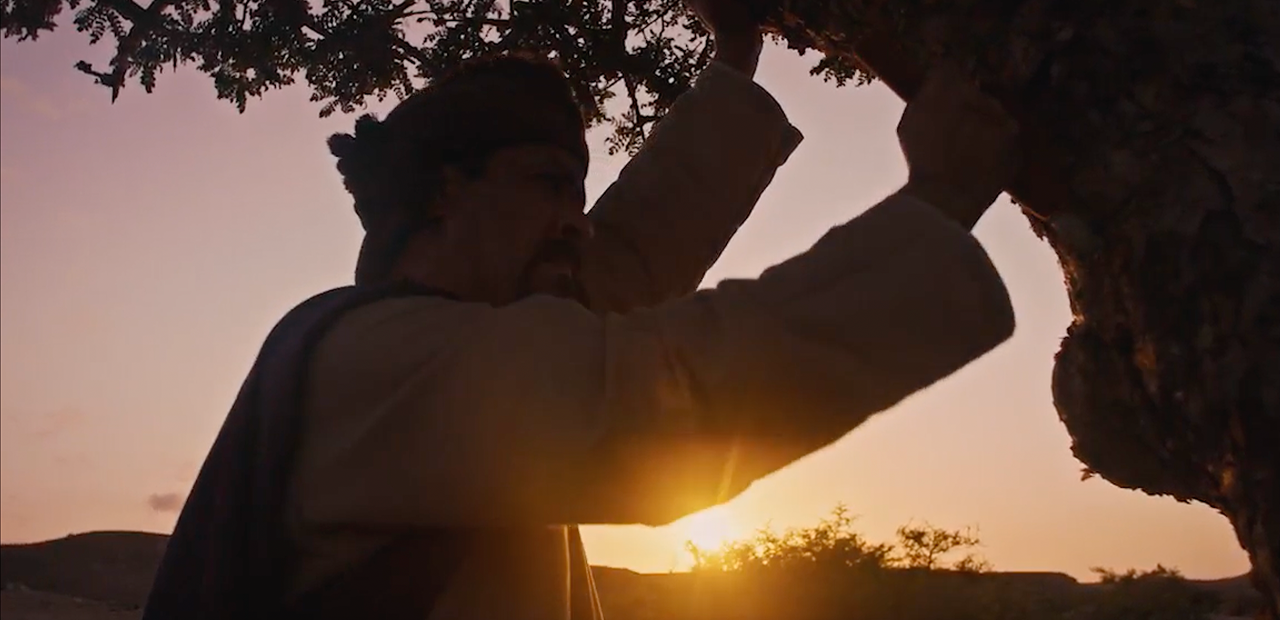 Person climbing a tree with a sunset in the background